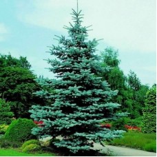 Ель колючая (Pícea pūngens Blue Mountain)