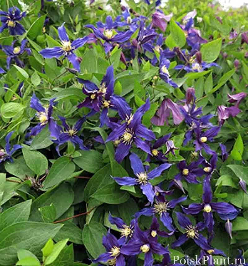 Клематис цельнолистный Blue Sensation