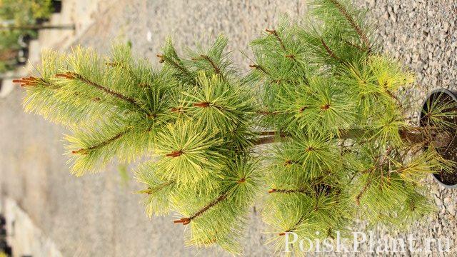 Сосна кедровая Aureovariegata