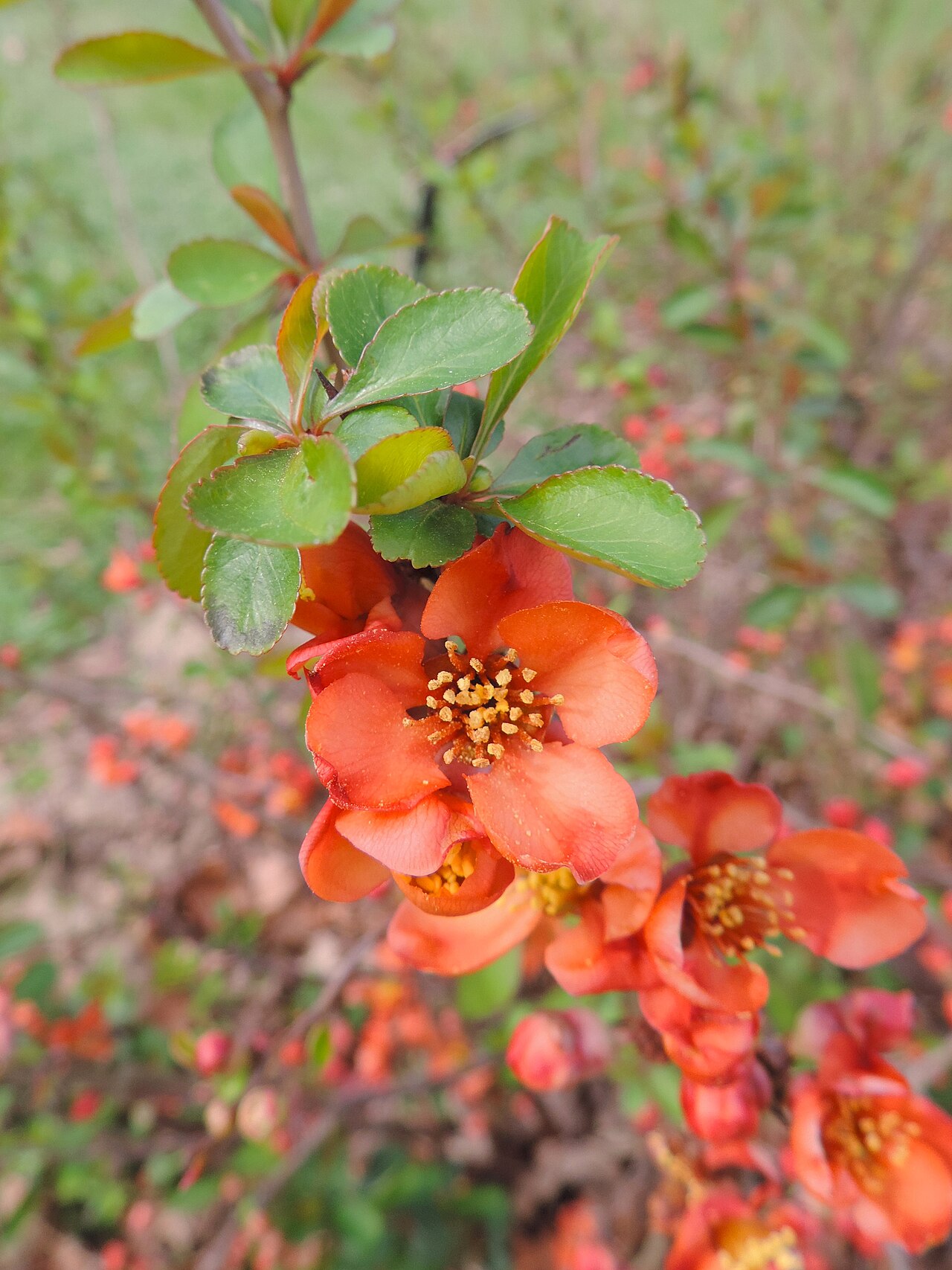 Айва Texas Scarlet