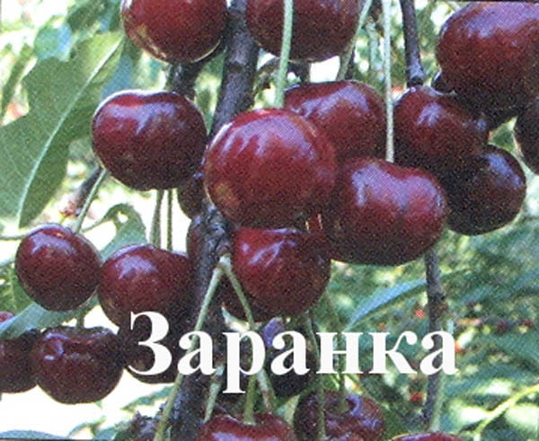 Вишня Заранка