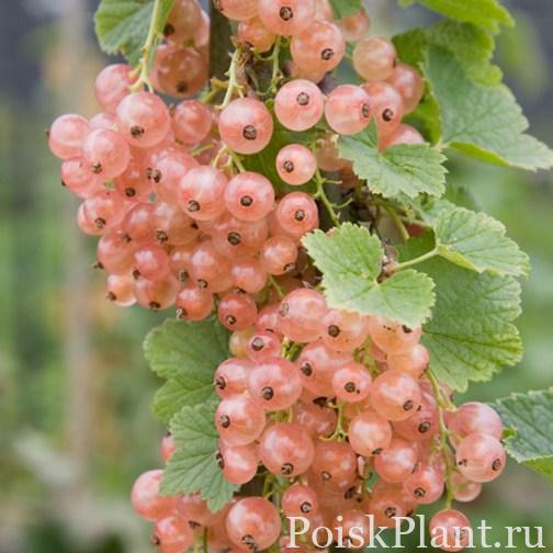 Смородина розовая Rosa Holland-ische