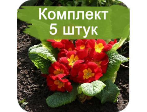 Примула мелкозубчатая Rubra