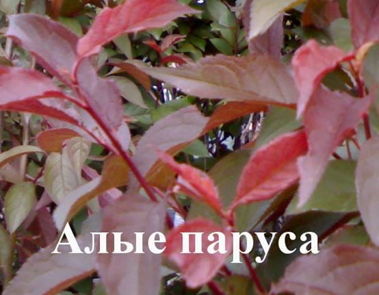 Алыча Алые паруса