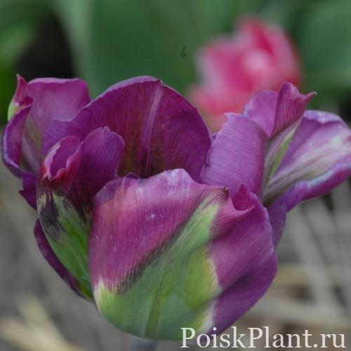 Тюльпан зеленоцветковый Violet Bird