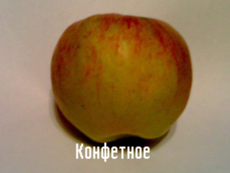 Яблоня Конфетное