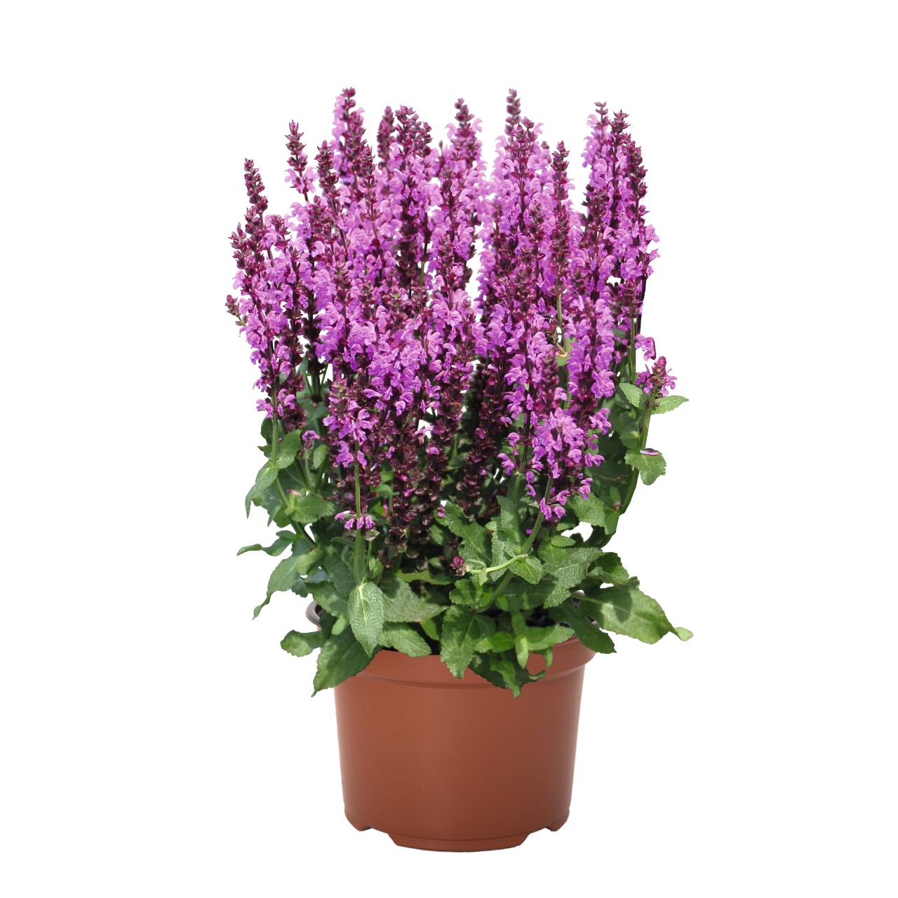Шалфей Royal Magenta