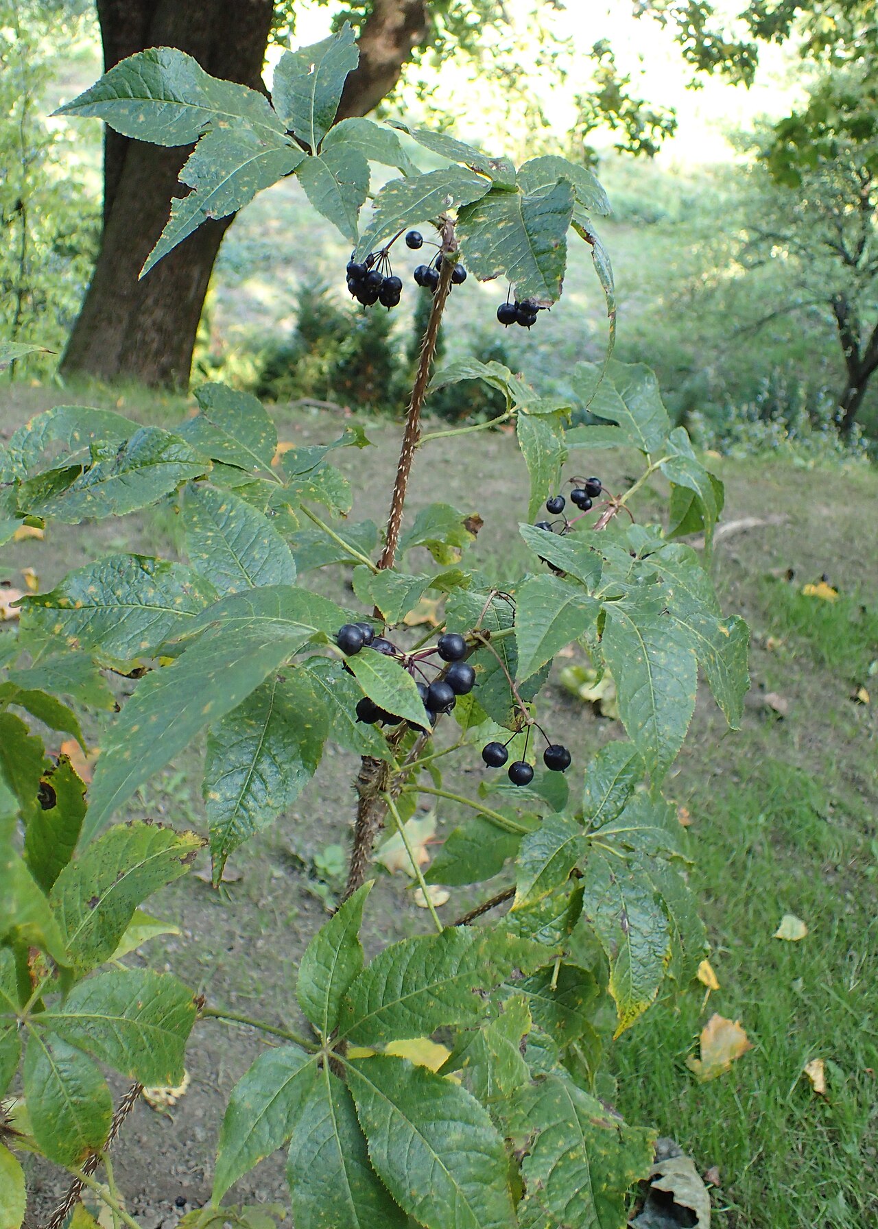 Элеутерококк колючий