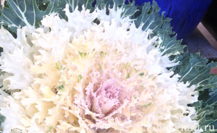 Капуста декоративная Coral Prince