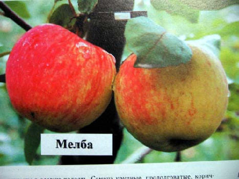 Яблоня Мелба
