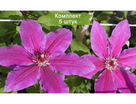 Клематис Барбара Диблей