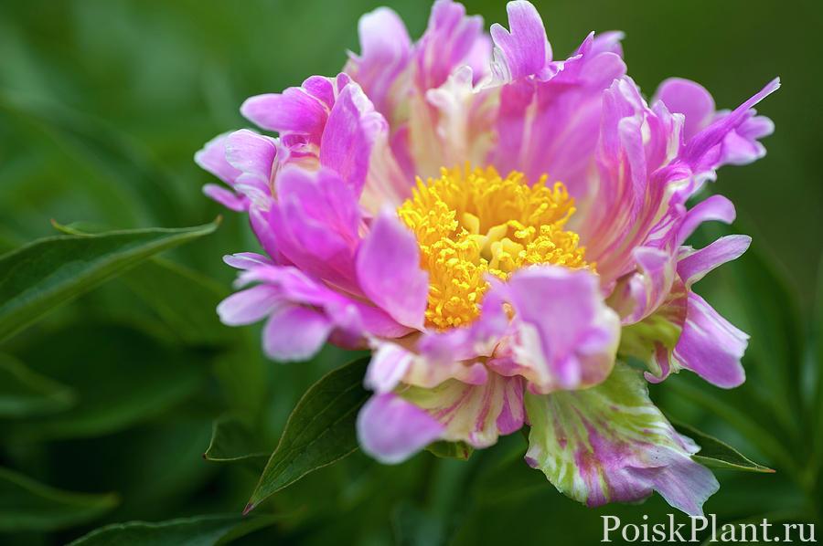 Пион травянистый Pink Spritzer