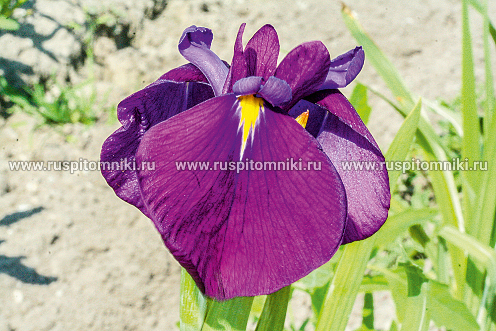Ирис мечевидный Variegata