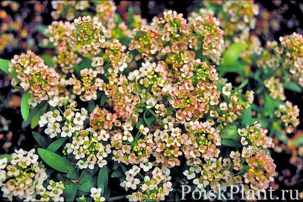 Алиссум морской New Apricot