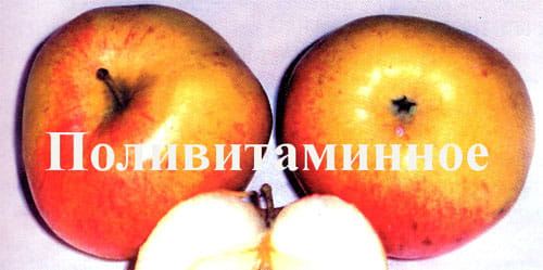 Яблоня Поливитаминное