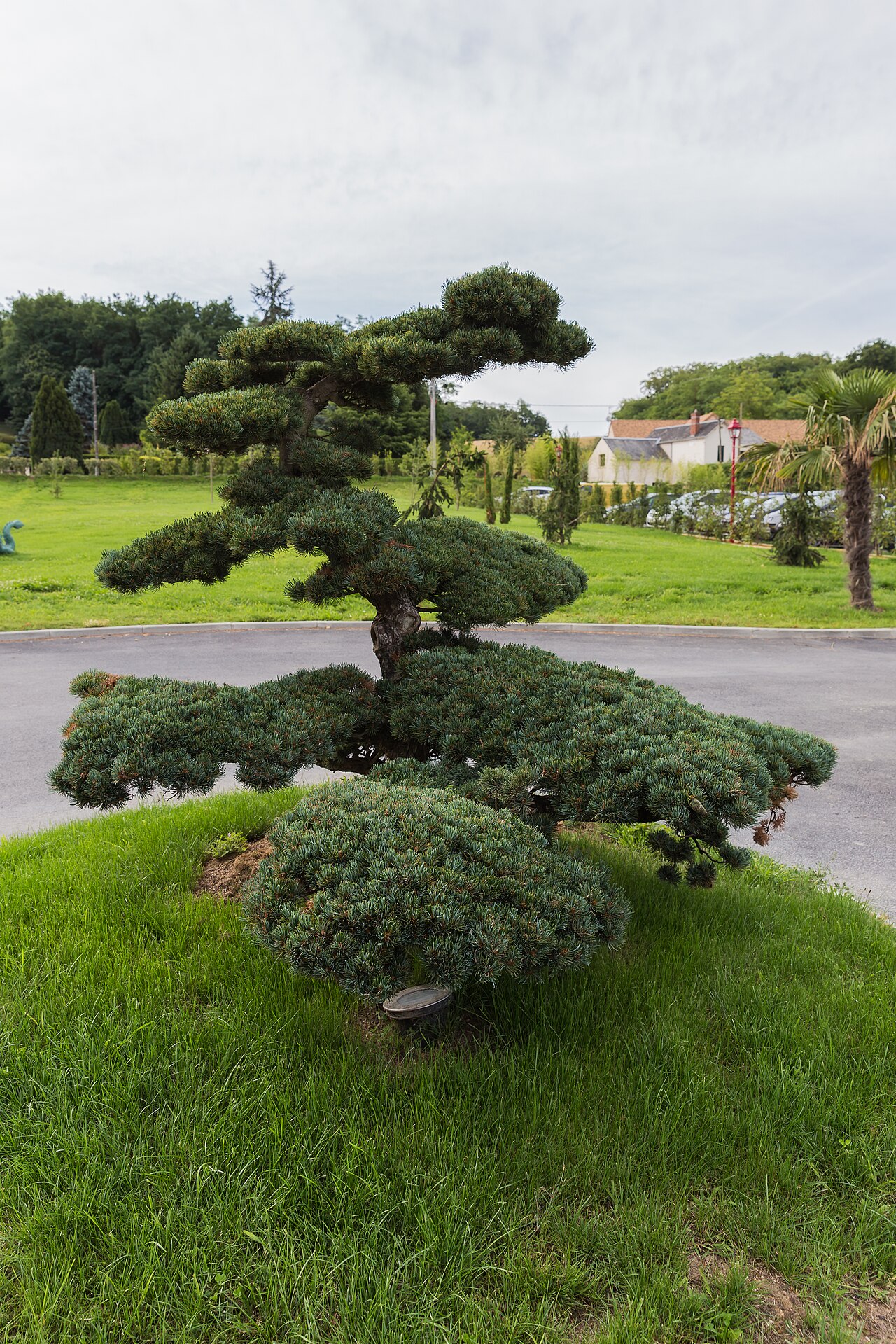 Тисс средний (Taxus med. Hillii) c3 h20-40