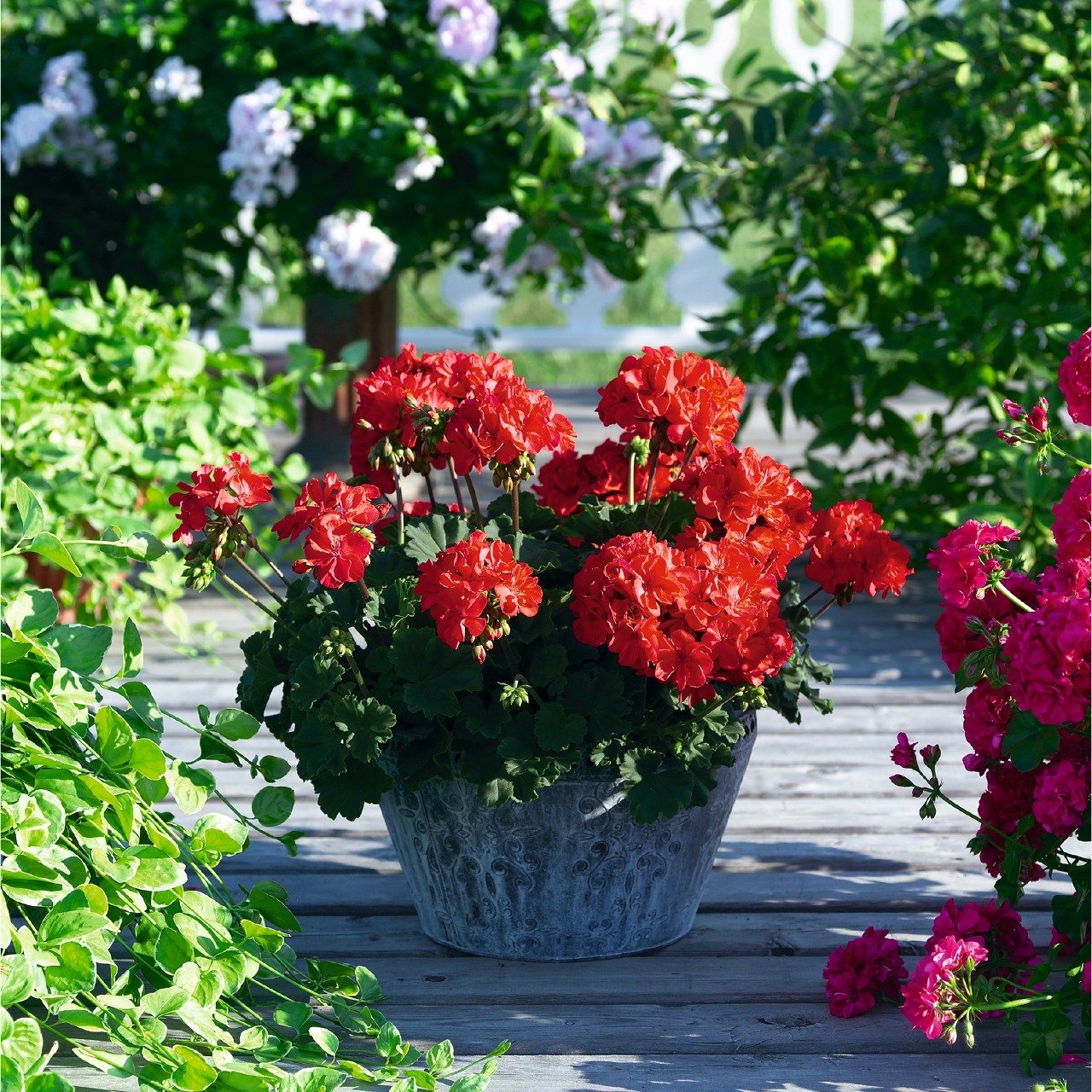 Пеларгония Savannah Red