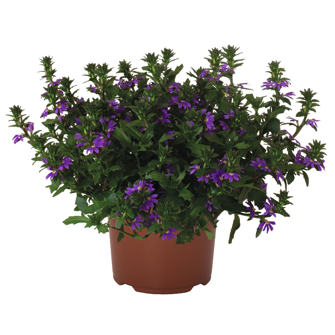 Сцевола Scala Cappello Purple