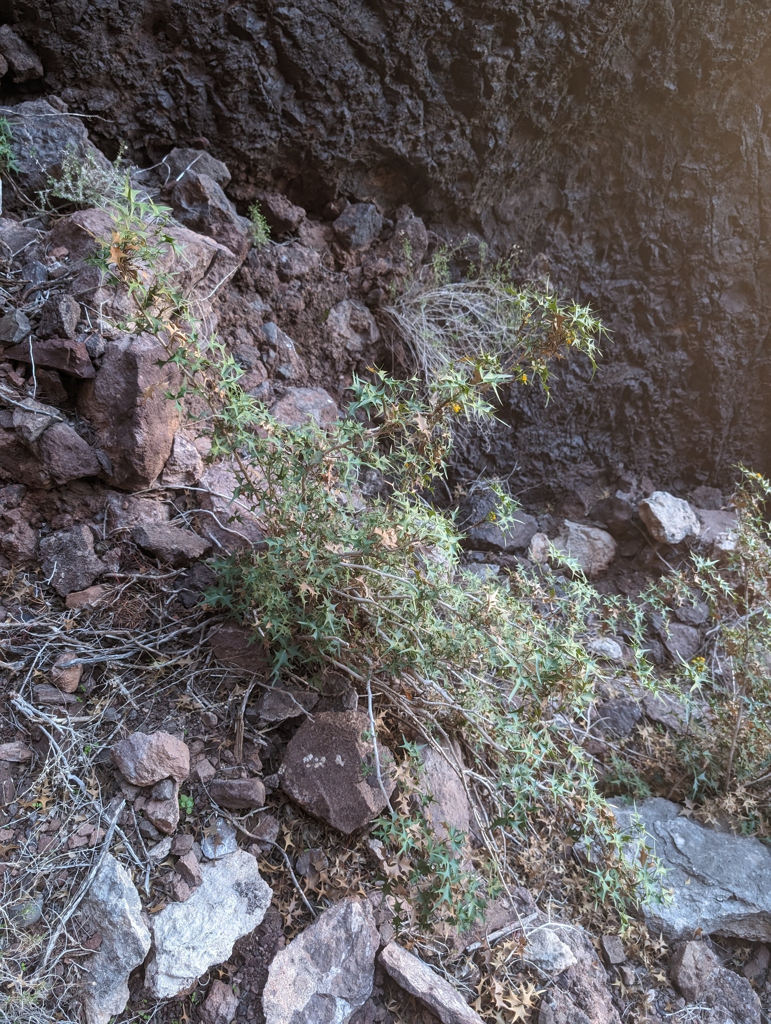 international backfill (iNaturalist): Berberis