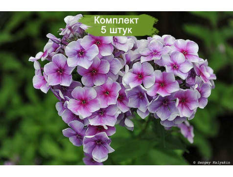 Флокс Алексей Ленский