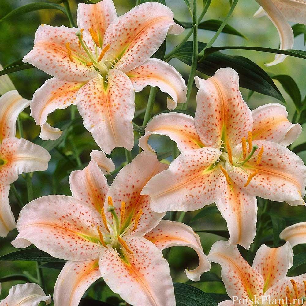 Лилия восточная Apricot Star