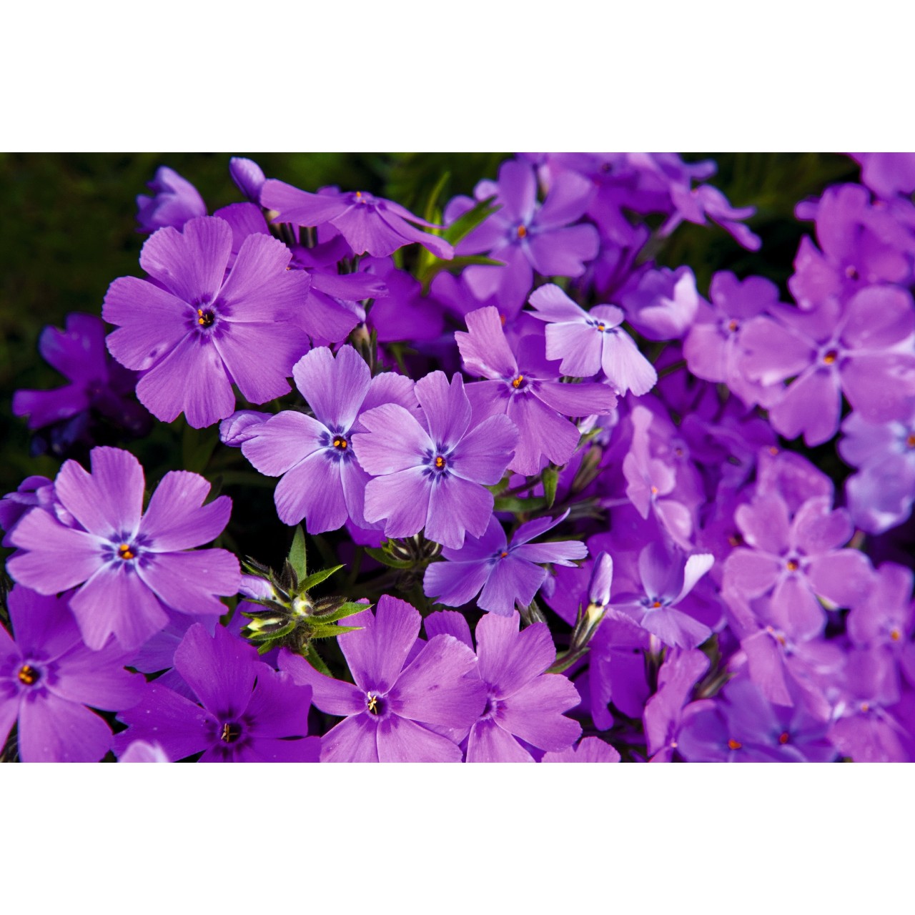 Флокс subulata Spring Purple