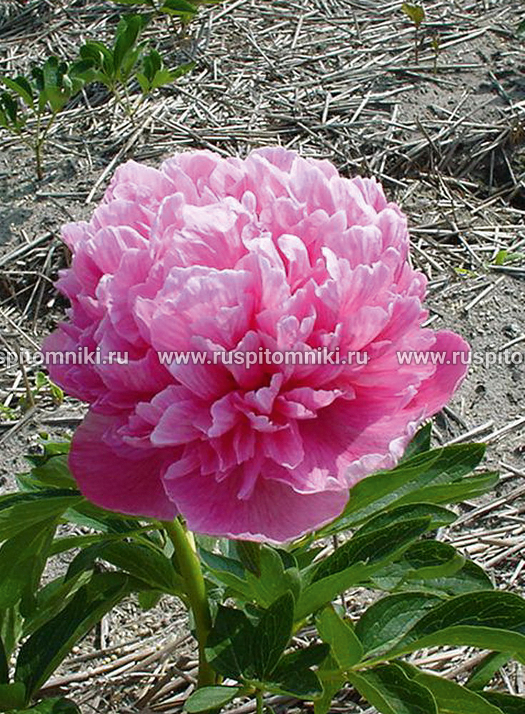 Пион лекарственный Rosea Plena