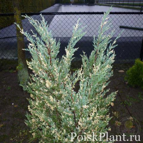 Можжевельник скальный Blue Arrow Variegata