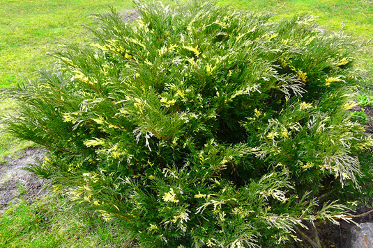 Можжевельник горизонтальный Variegata
