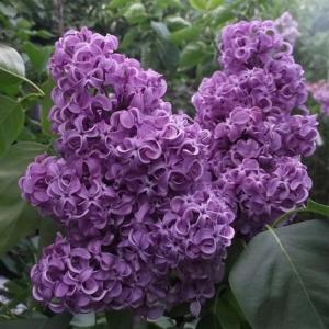 Сирень "Академик Курчатов"