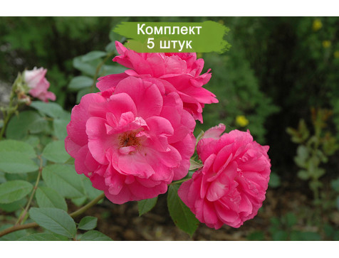 Роза Моден Сентенниал (канадская)