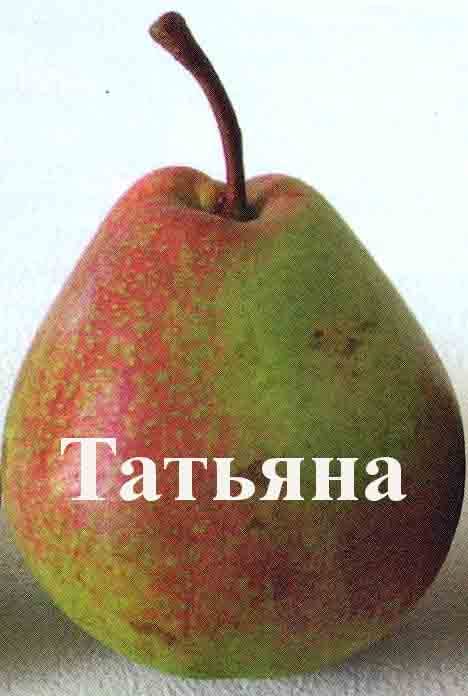 Груша Татьяна