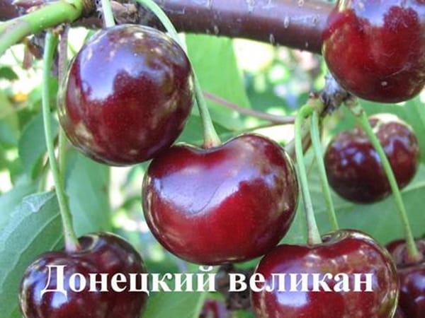 Дюк Донецкий великан