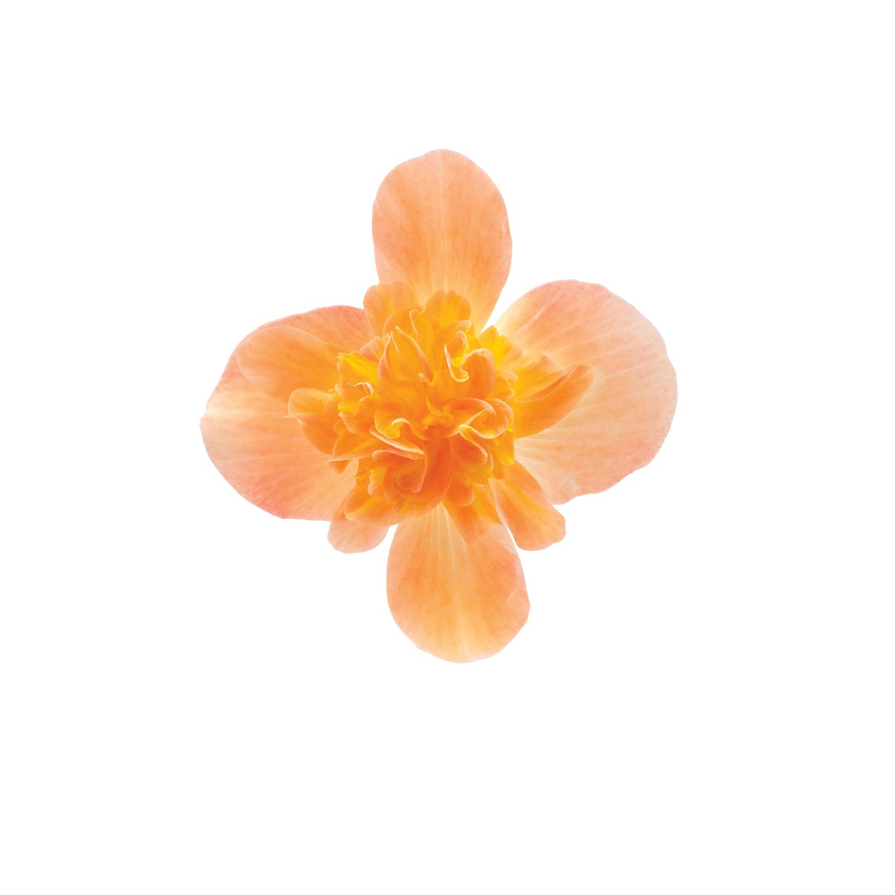 Бегония I'CONIA Portofino Peach