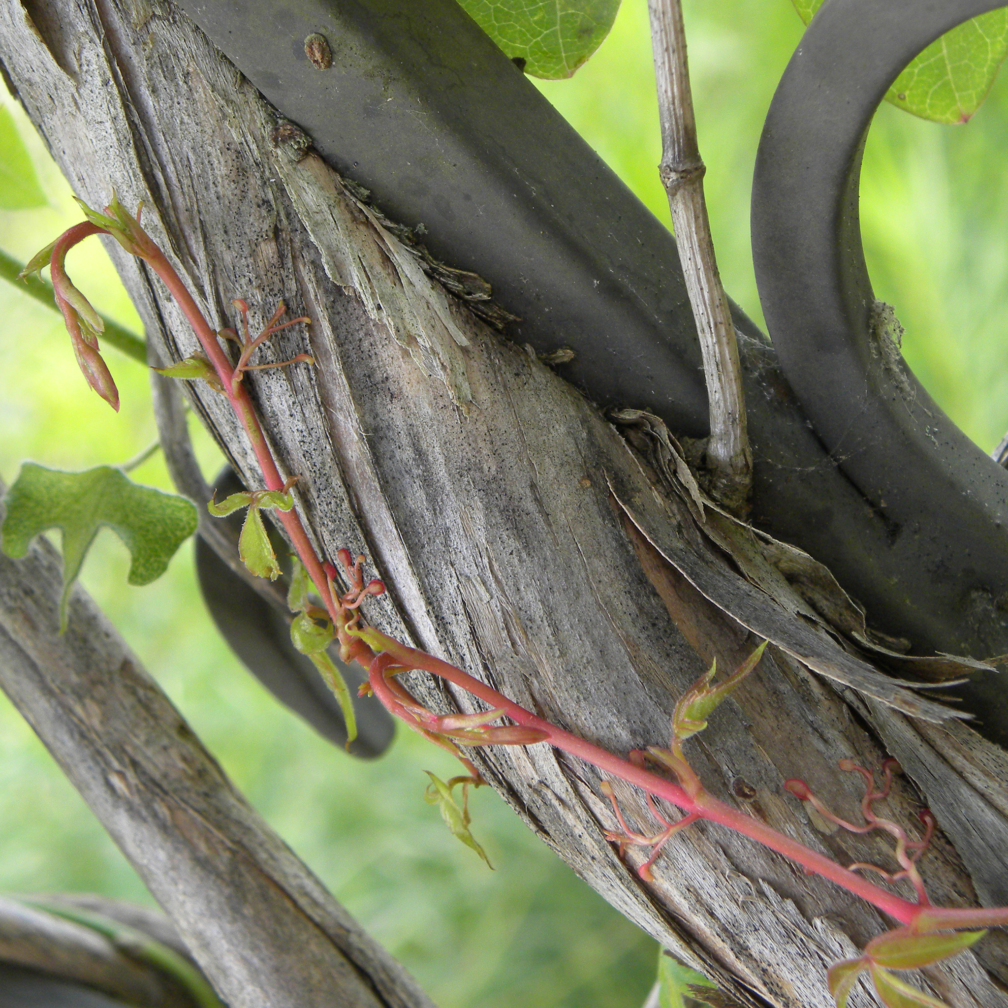 international backfill (iNaturalist): Vitis