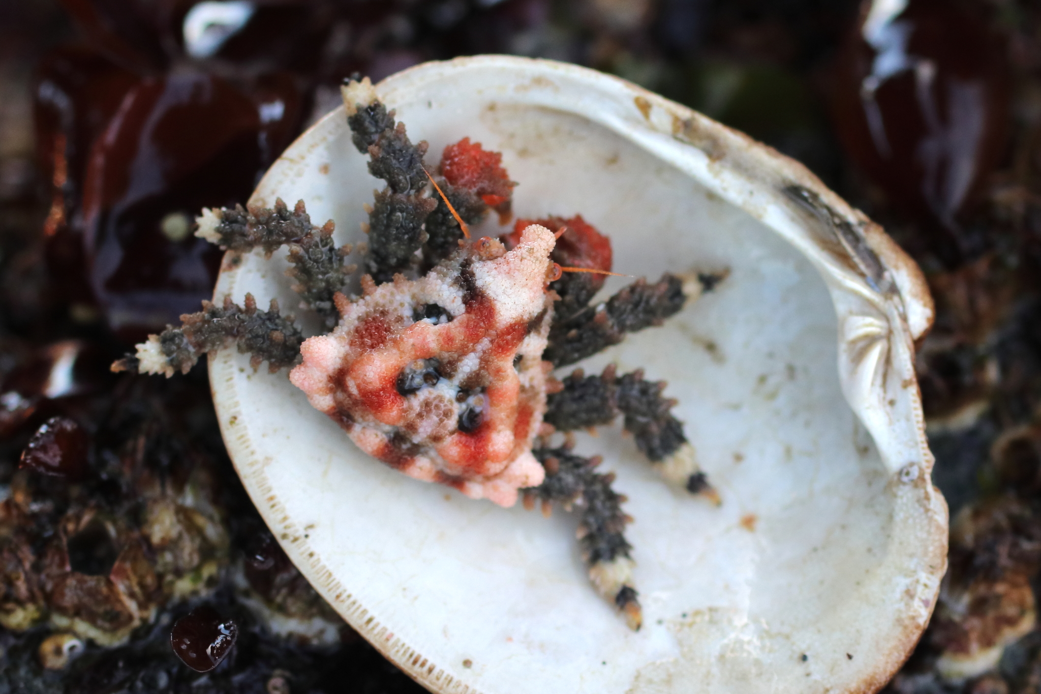 international backfill (iNaturalist): Hearts