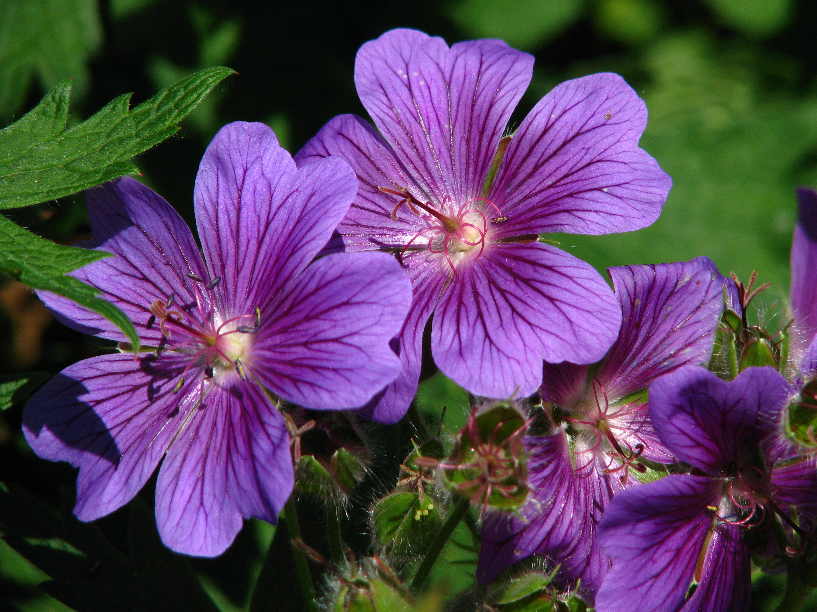 Герань великолепная (Geranium magnificum Rosemoor)