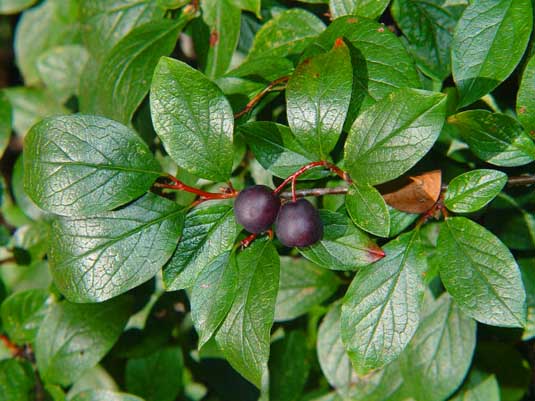 Кизильник блестящий Cotoneaster