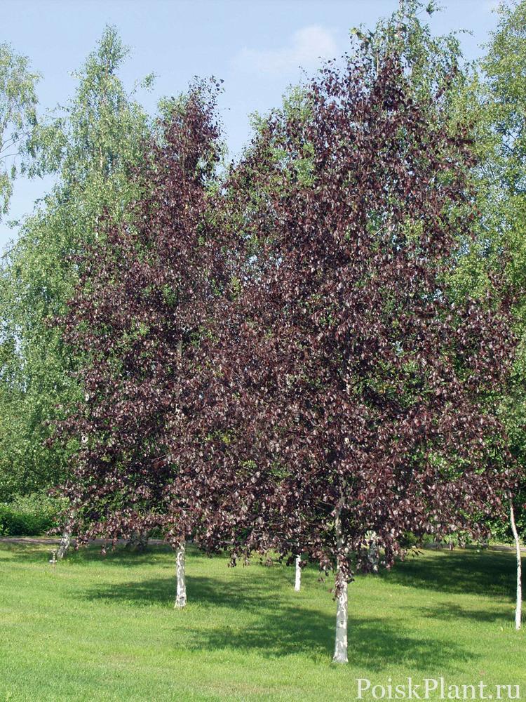 Береза повислая Purpurea