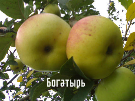 Яблоня "Богатырь" Садоград 2хлетние саженцы