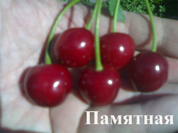 Вишня Памятная
