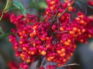 Бересклет европейский Red Cascade