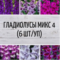 Гладиолус микс 4 (6шт/уп)