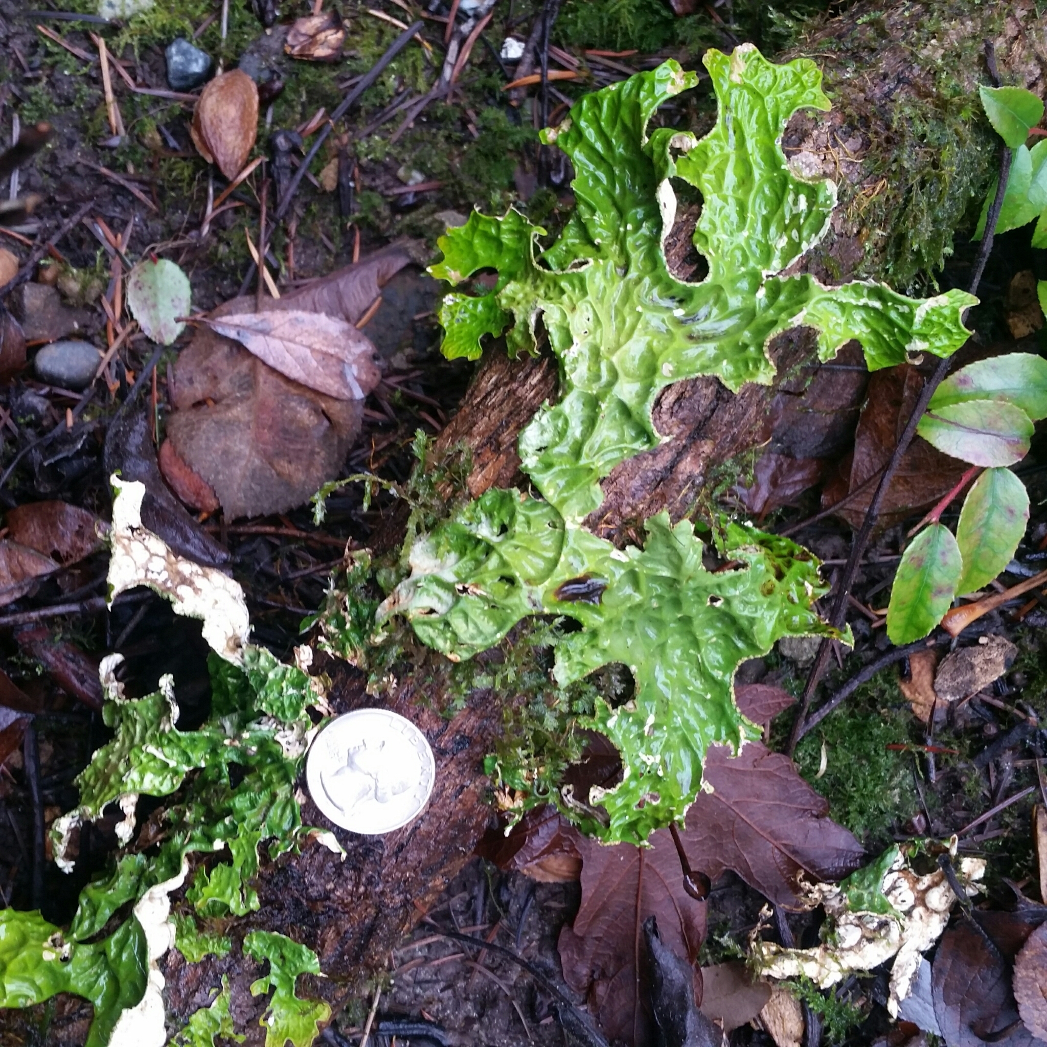 international backfill (iNaturalist): Pulmonaria