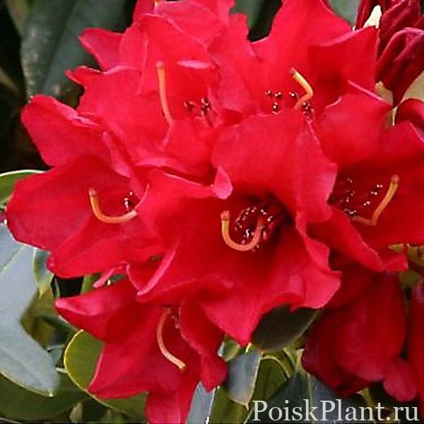 Рододендрон катевбинский Gertrud Schalle