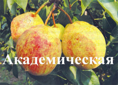 Груша Академическая