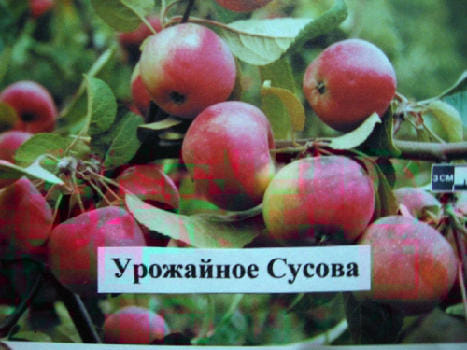Яблоня Урожайное Сусова
