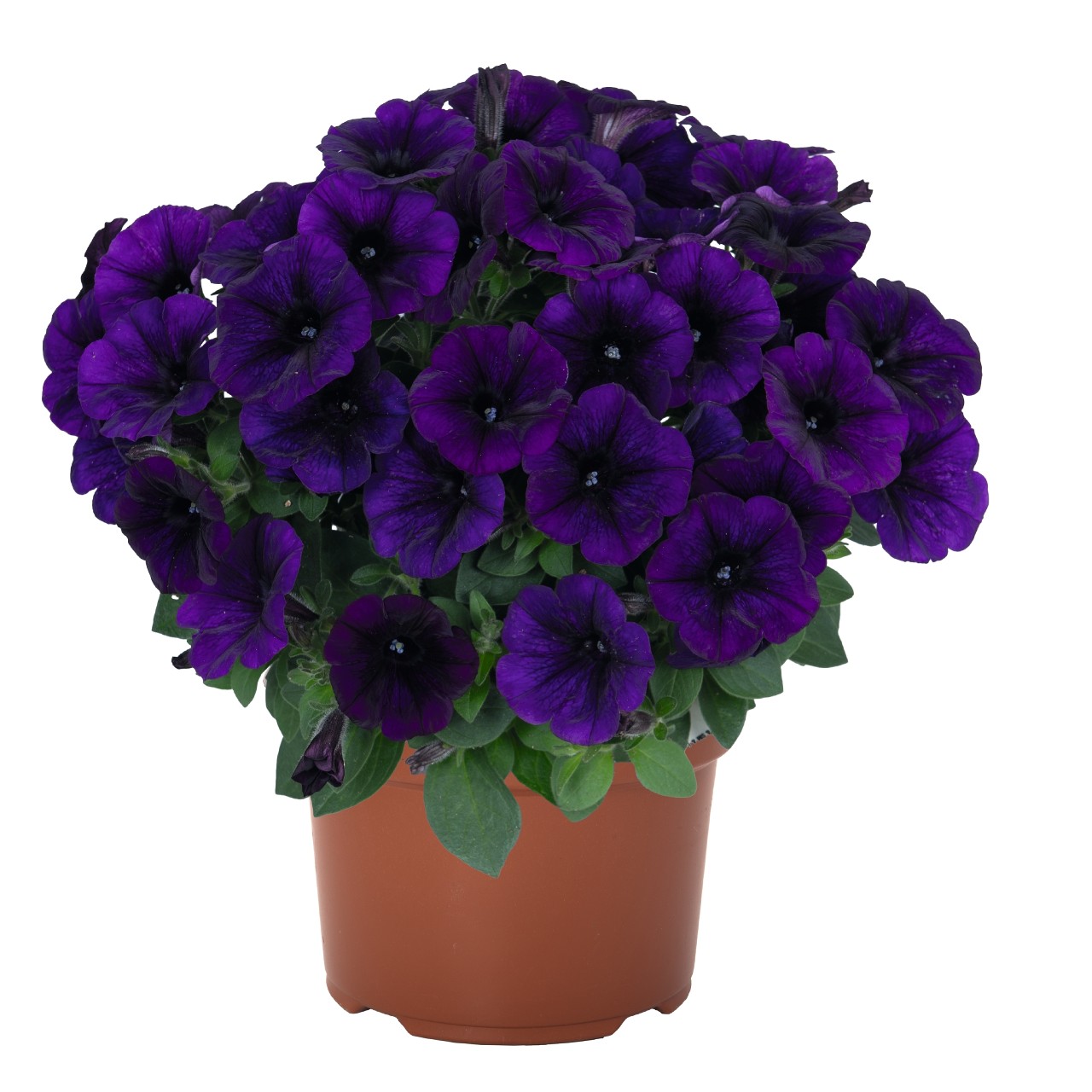 Петуния Sweetunia Lilac Blue 2026