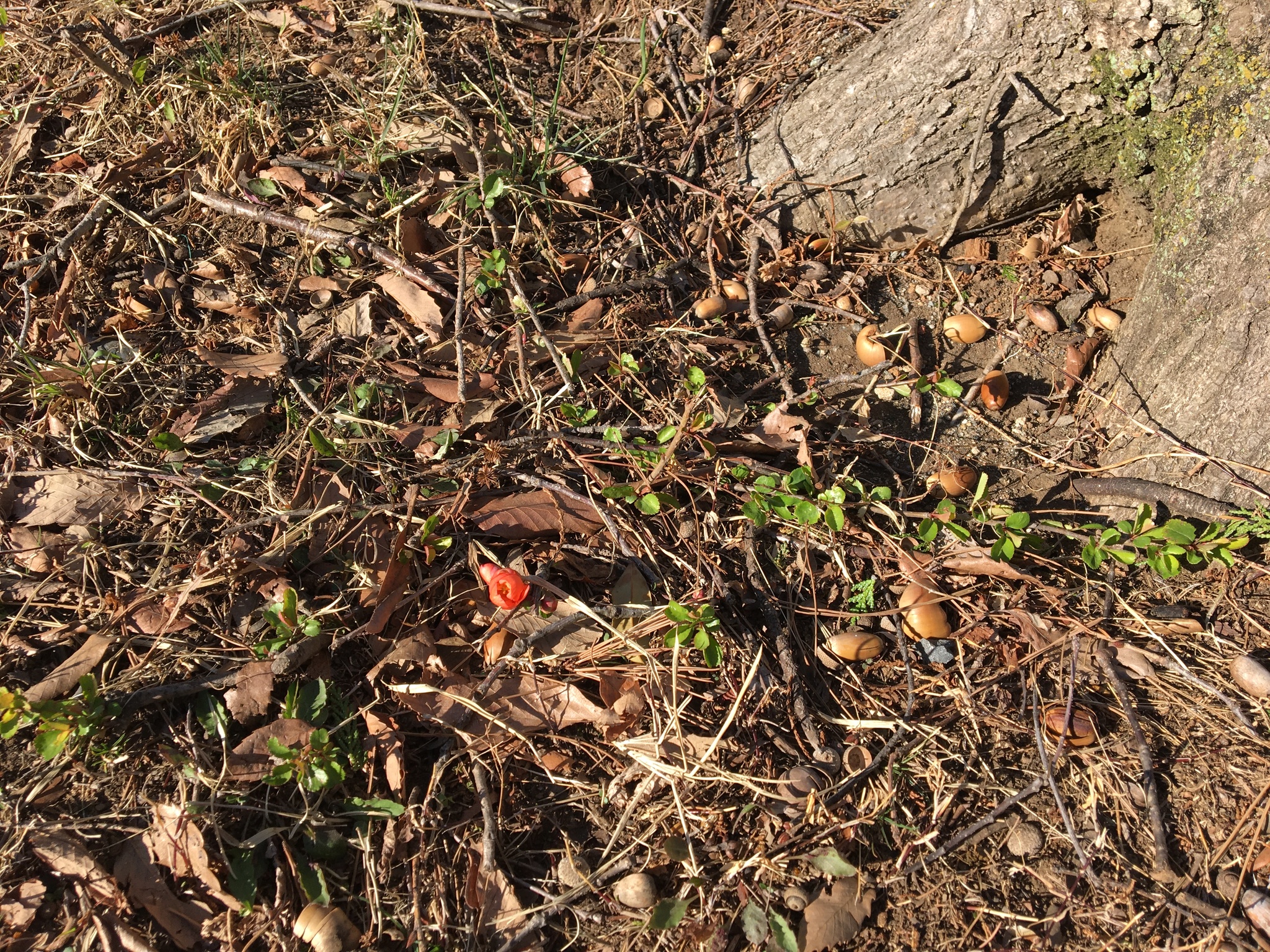 international backfill (iNaturalist): Chaenomeles japonica