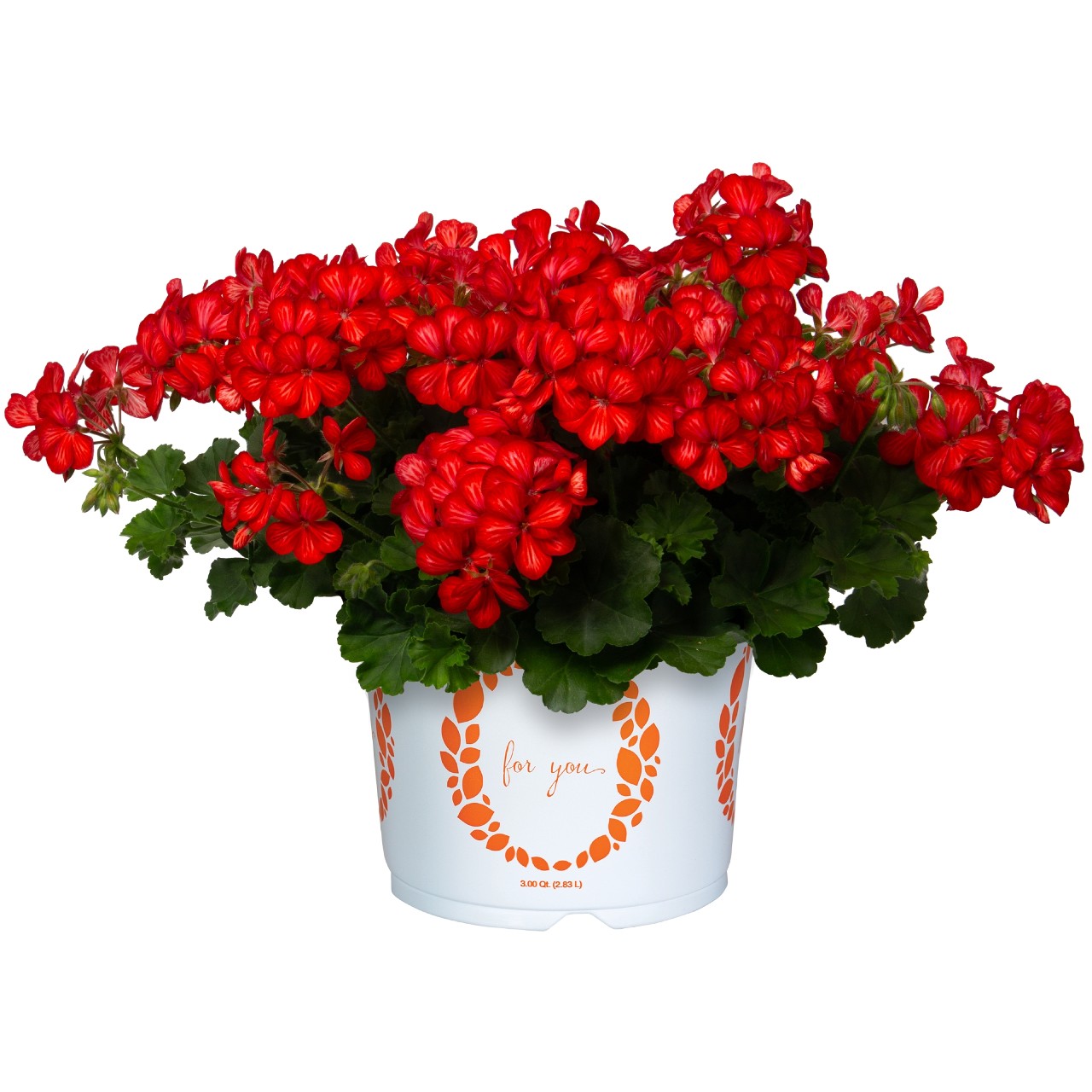 Пеларгония Grand Idols Glory Days Red Orange Bicolor